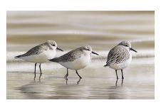 Sanderlings-Richard Clifton-Art Print