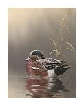 Whisper Wind and Wing - Mallards-Richard Clifton-Art Print