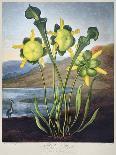 Thornton: Pitcher Plant-Richard Cooper the Younger-Framed Giclee Print