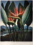 Thornton: Pitcher Plant-Richard Cooper the Younger-Mounted Giclee Print