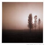 Bordeaux Trees-Richard D'Amore-Art Print