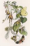 Feasting and Fun Among the Fuchsias, Fairies and Elves are Visited by Butterflies-Richard Doyle-Photographic Print