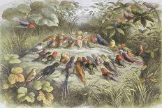 Feasting and Fun Among the Fuchsias, Fairies and Elves are Visited by Butterflies-Richard Doyle-Photographic Print