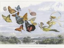 Fairies and Squirrels, C.1870 (W/C on Paper)-Richard Doyle-Giclee Print