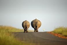 White Rhinos Walking on Road, Rietvlei Nature Reserve-Richard Du Toit-Photographic Print
