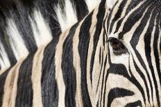 Zebra Walking in Tall Grass-Richard Du Toit-Photographic Print