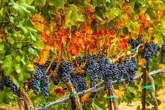 Late Summer In The Tuscan Village Of Volpaia Tuscany Italy late-summer-in-the-tuscan-village-of-volpaia-tuscany-italy