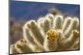 Premium Photographic Print