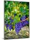 Premium Photographic Print