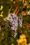 Cabernet Sauvignon Grapes Ready for Harvest, Washington, USA-Richard Duval-Photographic Print