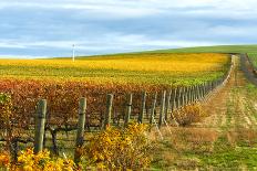 Washington State, Lyle. Mt. Hood Seen from a Vineyard Along the Columbia River Gorge-Richard Duval-Photographic Print