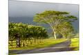 Photographic Print
