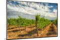Premium Photographic Print