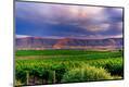 Photographic Print