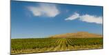 Premium Photographic Print