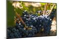 Premium Photographic Print