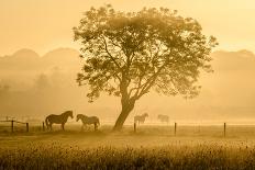 Golden Horses-Richard Guijt-Framed Photographic Print