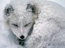 Arctic Fox Sleeping in Snow-Richard Hamilton Smith-Framed Premier Image Canvas