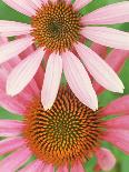 Pink Cone Flowers Close-Up-Richard Hamilton Smith-Photographic Print