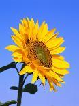 Giant Sunflower-Richard Klune-Photographic Print