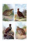 Game Birds from Harmsworth Natural History, 1910-Richard Lydekker-Mounted Giclee Print