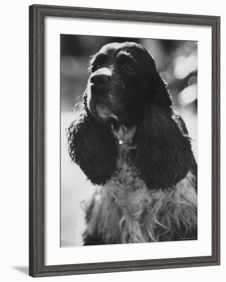 Richard M. Nixon's Dog, Checkers-Ralph Crane-Framed Photographic Print