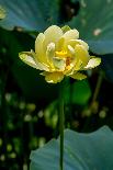 A Beautiful Blooming Yellow Lotus Water Lily Pad Flower-Richard McMillin-Photographic Print