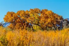 Beautiful Fall Foliage on Cottonwood Trees along the Rio Grande River in New Mexico.-Richard McMillin-Photographic Print