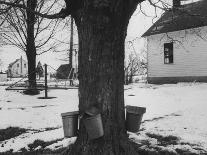 Three Pails Laying Against the Tree for Catching Maple Being Tapped in the Catskill Mt. Region-Richard Meek-Framed Premier Image Canvas