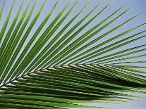 Close-up of Palm Leaf at Ko Samet Island, Rayong, Thailand, Asia-Richard Nebesky-Photographic Print