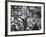 Richard Nixon Giving Victory Sign at Presidential Campaign Rally-Lee Balterman-Framed Photographic Print