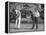 Richard Nixon Playing Golf with His Celebrity Friends Fred Macmurray and Bob Hope. Jan. 18 1970-null-Framed Stretched Canvas