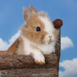 Rabbit Bunny And Duckling Best Friends-Richard Peterson-Premium Photographic Print