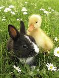 Rabbit Bunny And Duckling Best Friends-Richard Peterson-Photographic Print