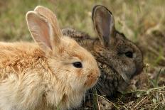 Rabbit Bunny And Duckling Best Friends-Richard Peterson-Premium Photographic Print