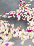 Petals floating on water-Richard Powers-Photo