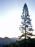 Tall Lone Evergreen Tree on Forested Mounatinside-Richard Powers-Photographic Print