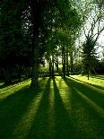 Tree Casting Shadows on Bright Green Grass Lawn-Richard Powers-Photographic Print