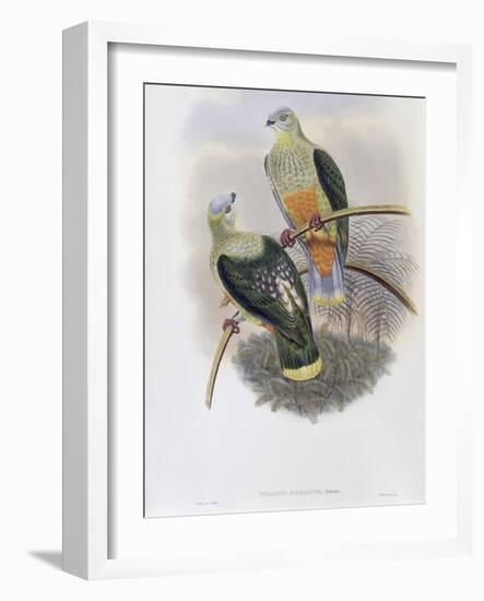 Richard's Fruit Pigeon-John Gould-Framed Giclee Print