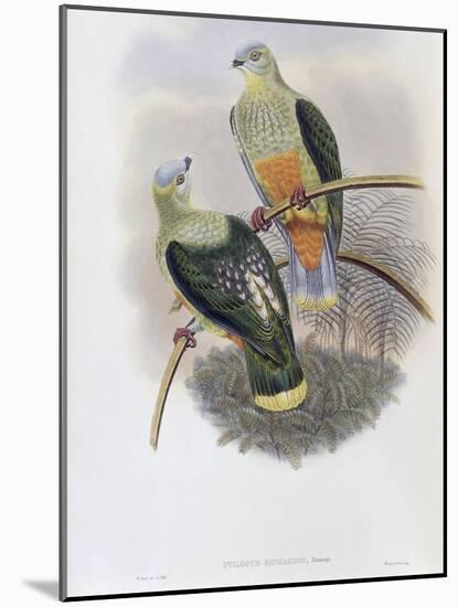 Richard's Fruit Pigeon-John Gould-Mounted Giclee Print