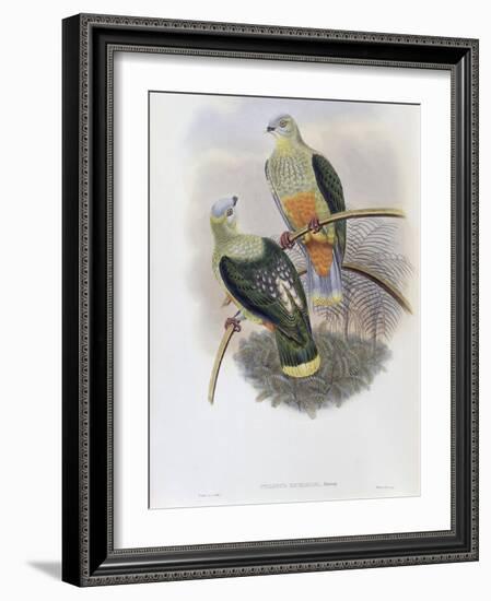 Richard's Fruit Pigeon-John Gould-Framed Giclee Print