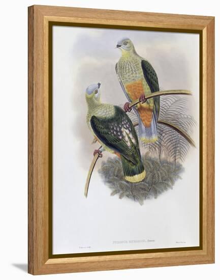 Richard's Fruit Pigeon-John Gould-Framed Premier Image Canvas