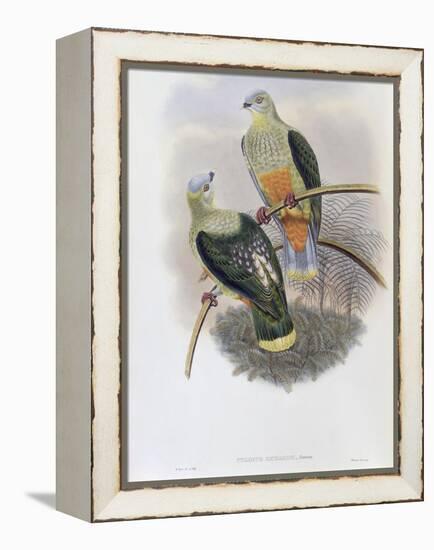 Richard's Fruit Pigeon-John Gould-Framed Premier Image Canvas