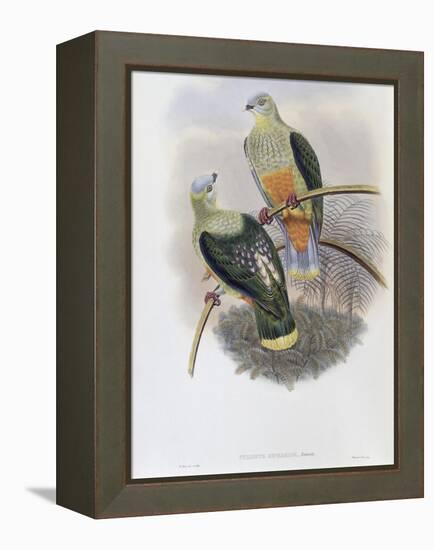 Richard's Fruit Pigeon-John Gould-Framed Premier Image Canvas