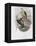 Richard's Fruit Pigeon-John Gould-Framed Premier Image Canvas