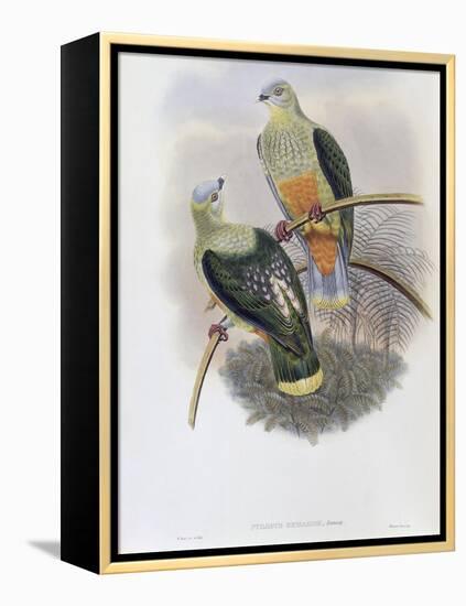 Richard's Fruit Pigeon-John Gould-Framed Premier Image Canvas