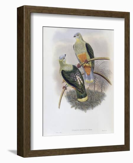 Richard's Fruit Pigeon-John Gould-Framed Giclee Print