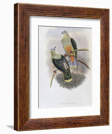 Richard's Fruit Pigeon-John Gould-Framed Giclee Print