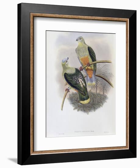 Richard's Fruit Pigeon-John Gould-Framed Giclee Print