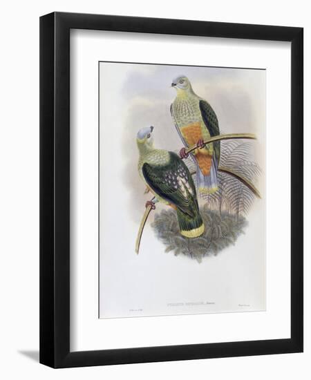 Richard's Fruit Pigeon-John Gould-Framed Giclee Print